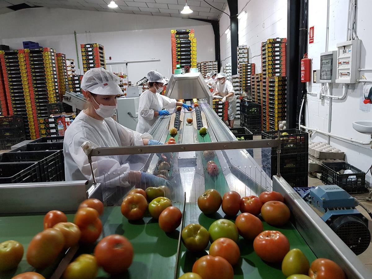 La producción del tomate de Los Palacios, a pleno rendimiento