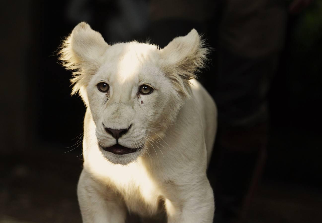 El zoo de Guillena abre sus puertas de nuevo el 5 de junio