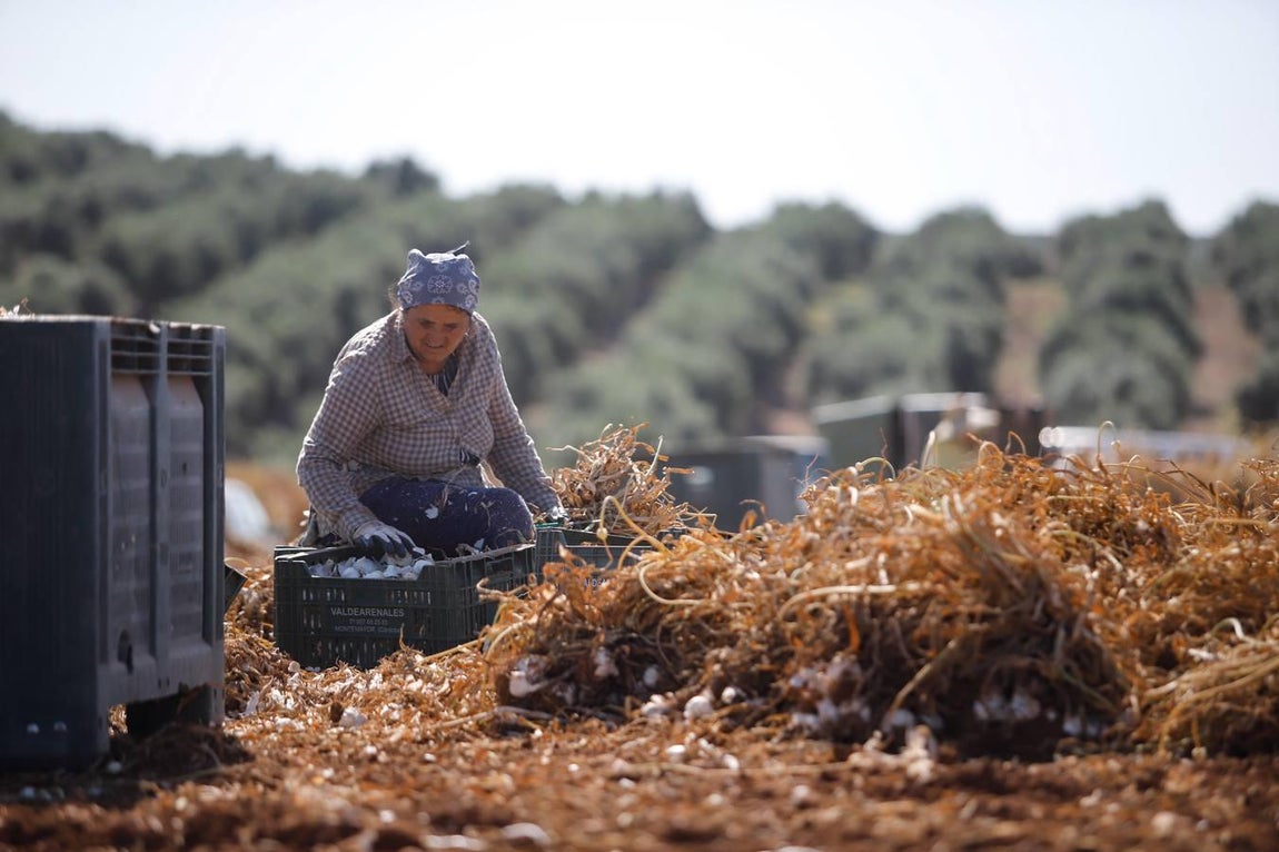 La campaña del ajo en Córdoba, en imágenes