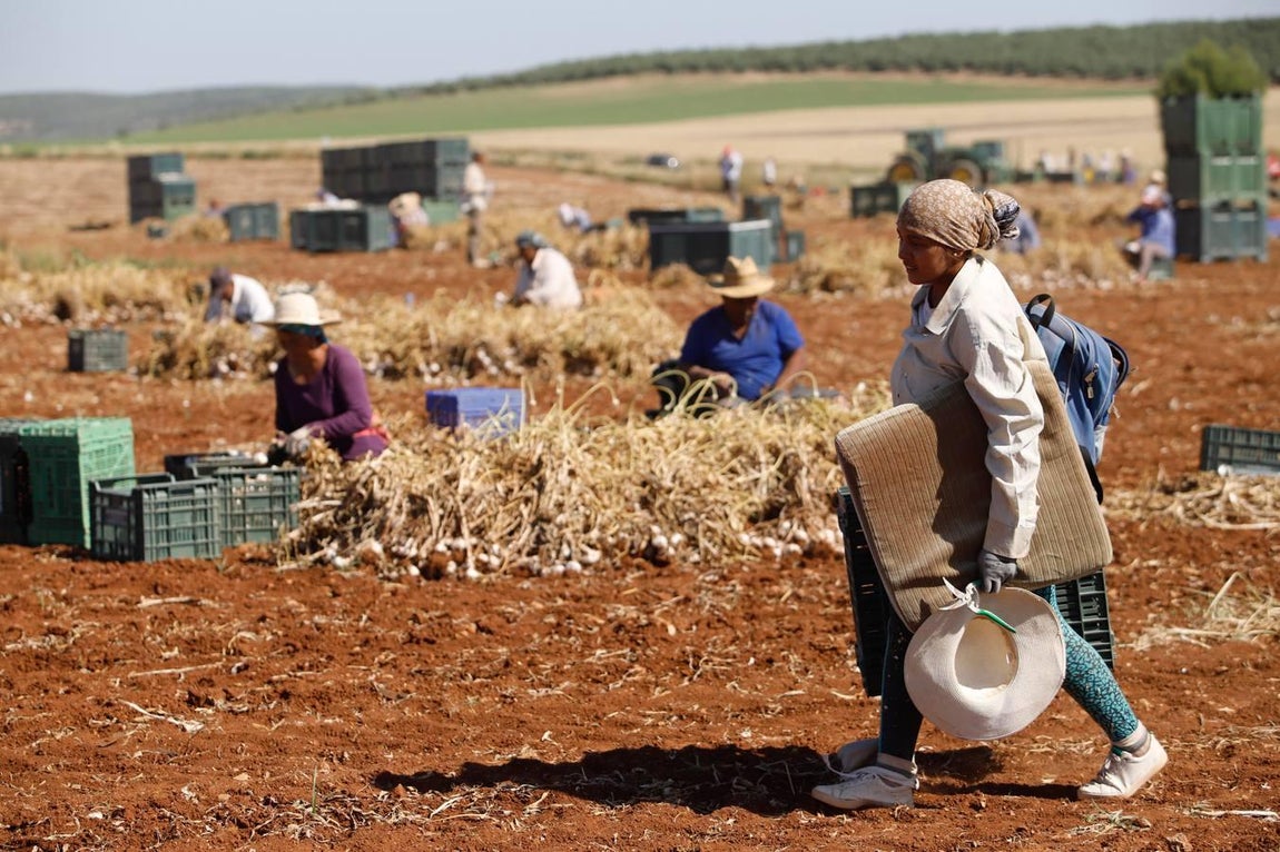 La campaña del ajo en Córdoba, en imágenes