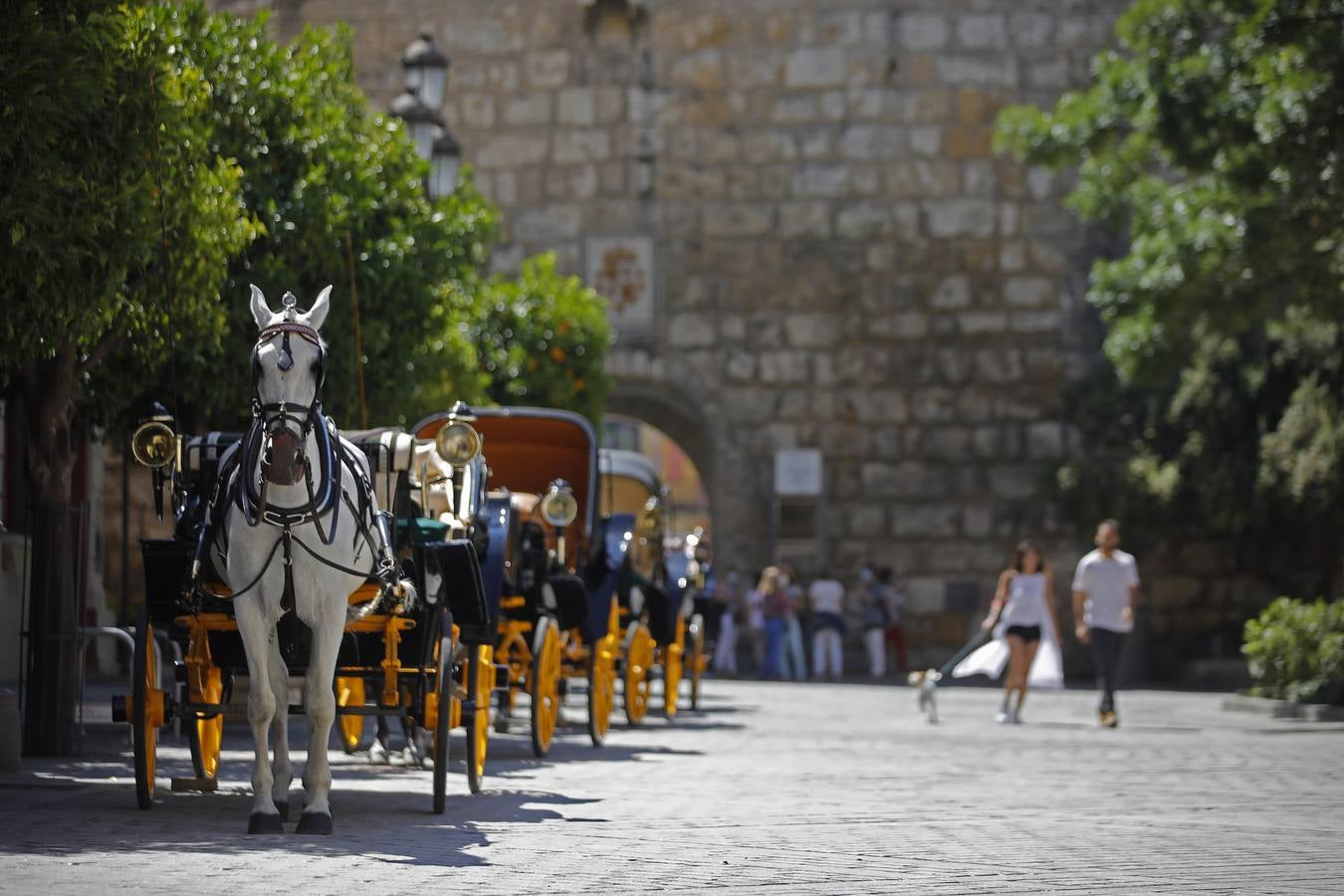 Los coches de caballos vuelven a las calles de Sevilla