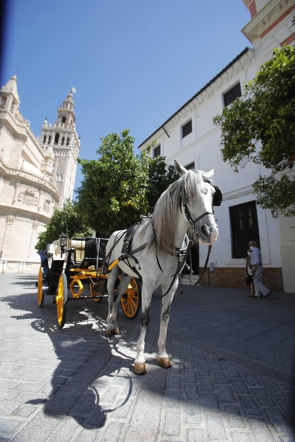 Los coches de caballos vuelven a las calles de Sevilla