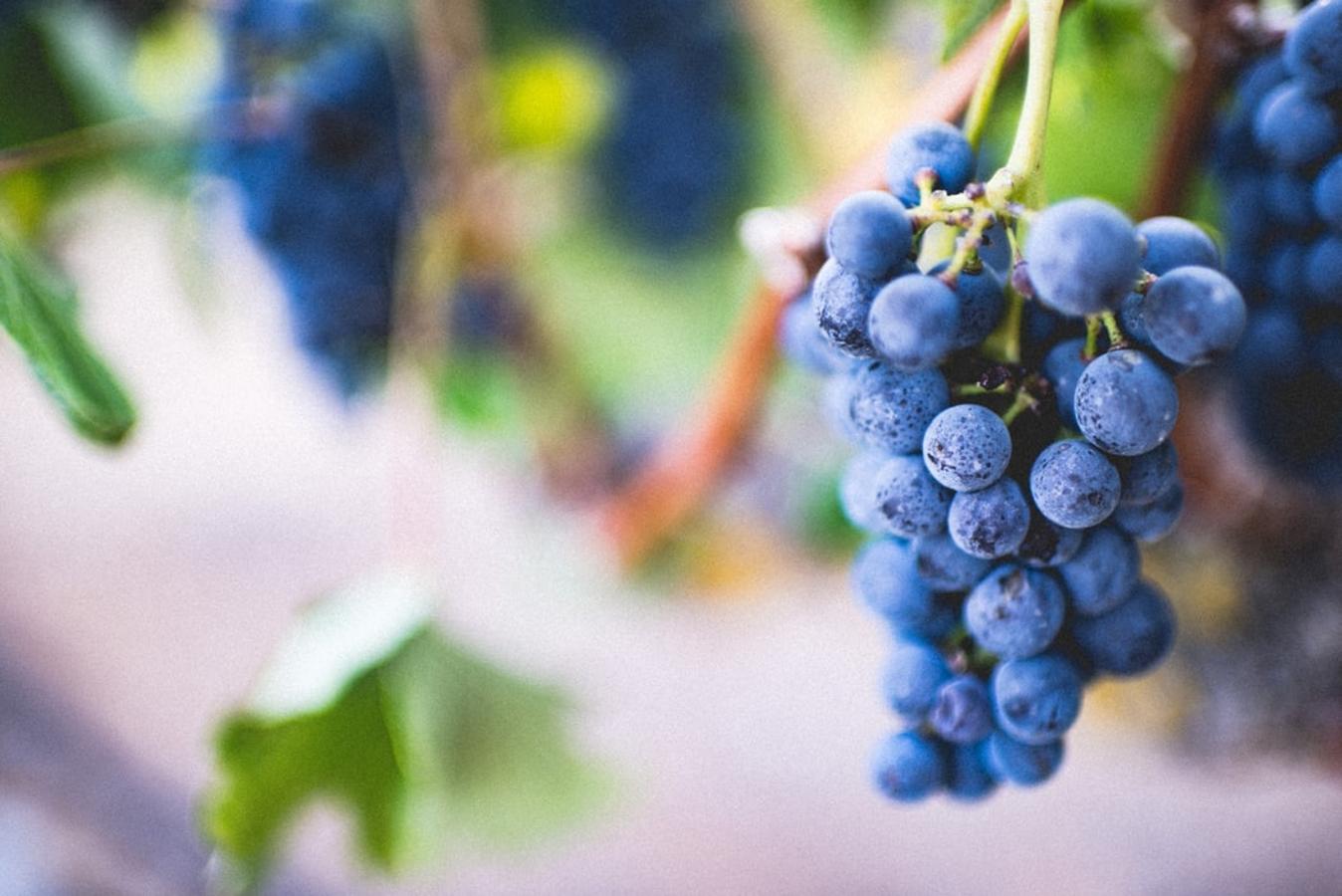 Las frutas y verduras de temporada que están más ricas en julio