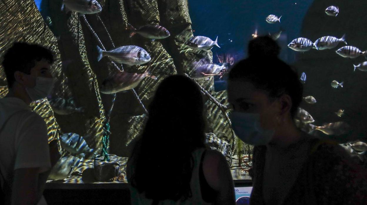 El Acuario de Sevilla reabre sus puertas