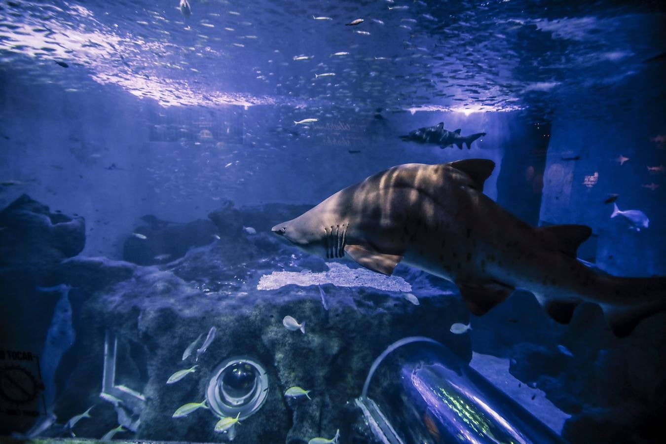 El Acuario de Sevilla reabre sus puertas