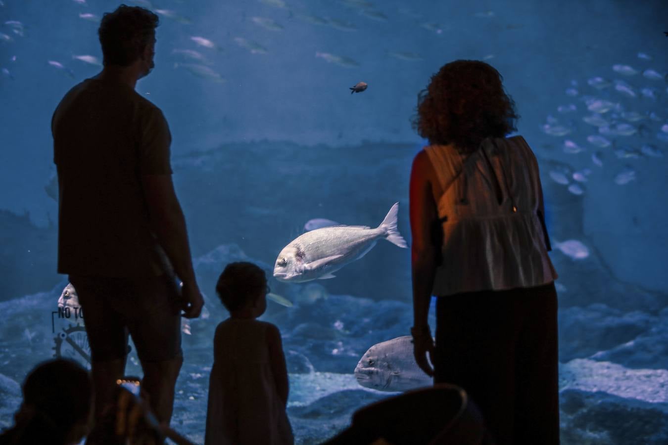 El Acuario de Sevilla reabre sus puertas