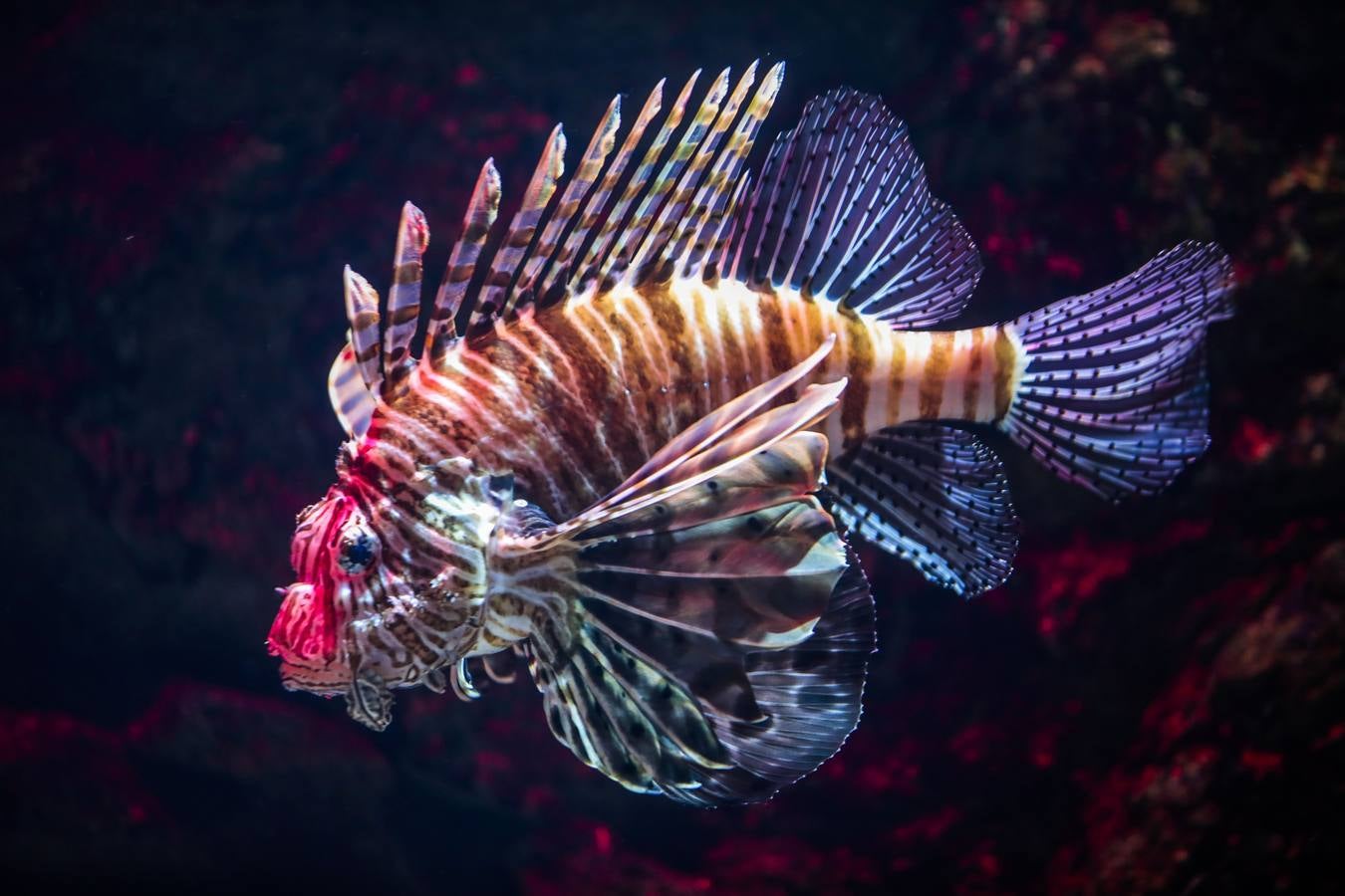 El Acuario de Sevilla reabre sus puertas