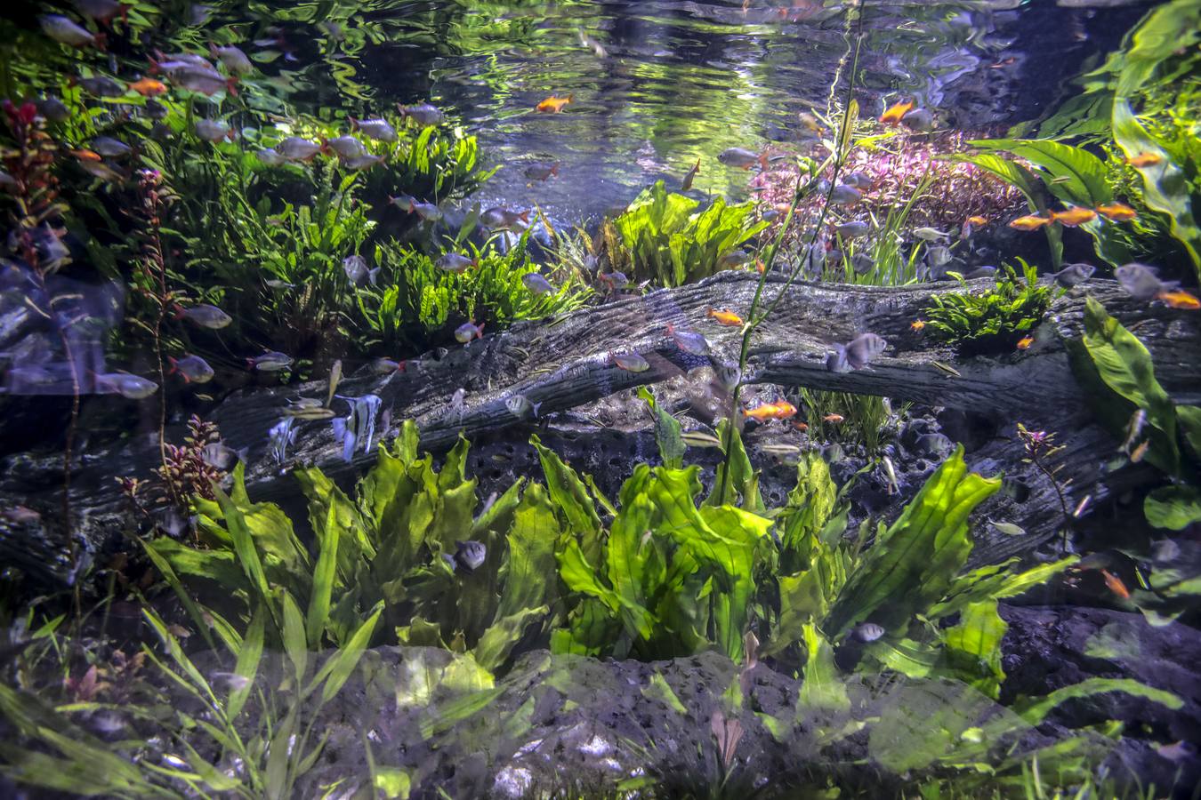 El Acuario de Sevilla reabre sus puertas