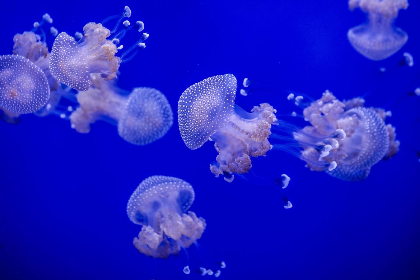 El Acuario de Sevilla reabre sus puertas