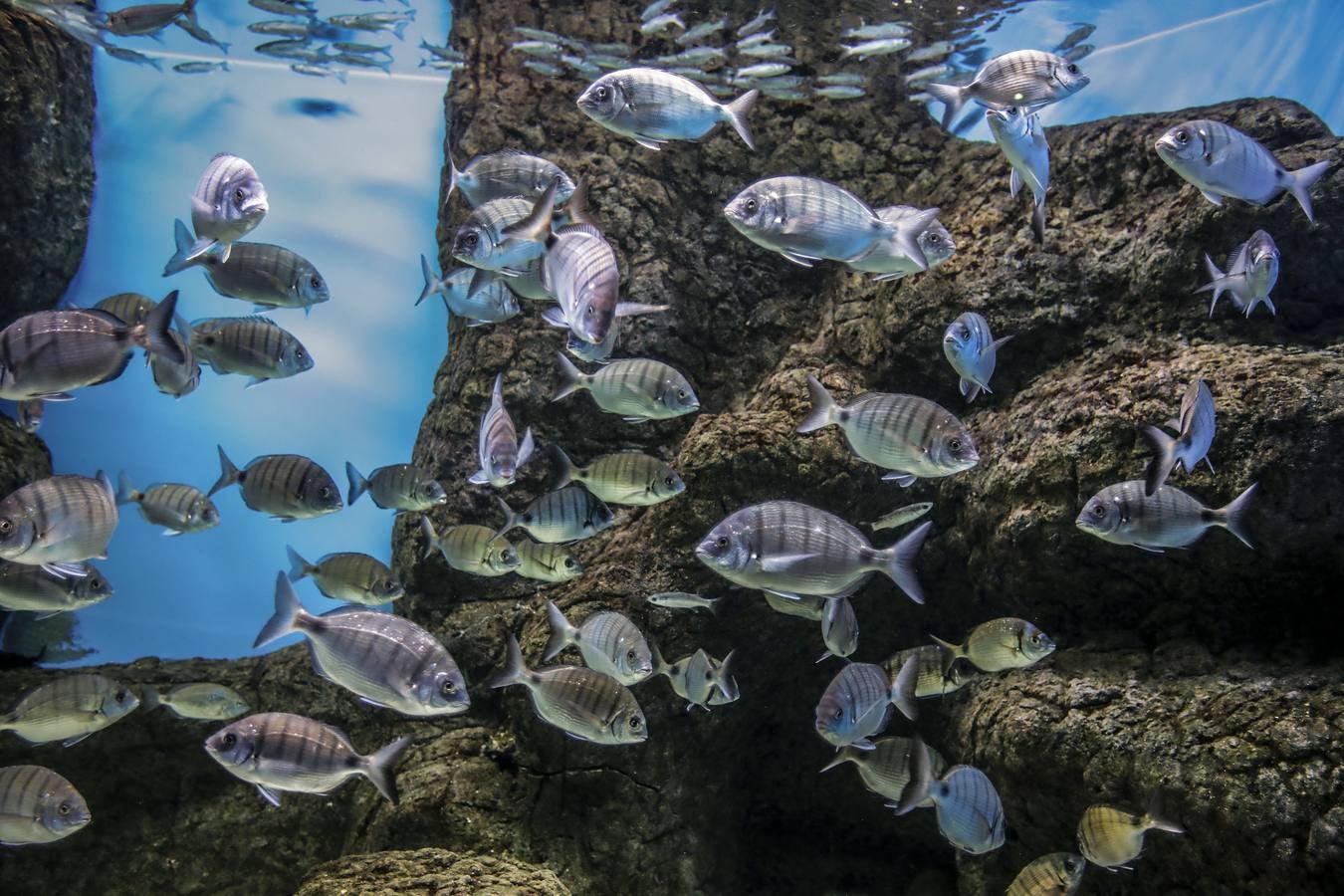 El Acuario de Sevilla reabre sus puertas