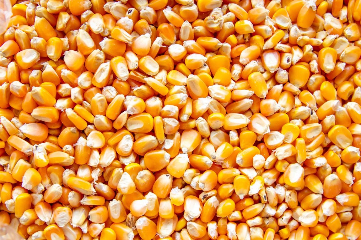 Maíz. El maíz se puede congelar. Se recomienda limpiar bien y luego se blanquean y una vez frío se puede secar, envasar y congelar. Tiene una vida útil de 6-8 meses tras el congelado.