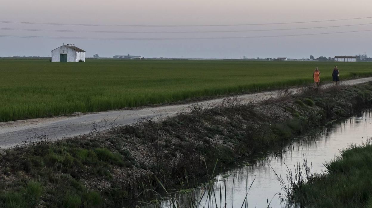 En imágenes, la belleza de unas marismas ahora en alerta por el virus del Nilo