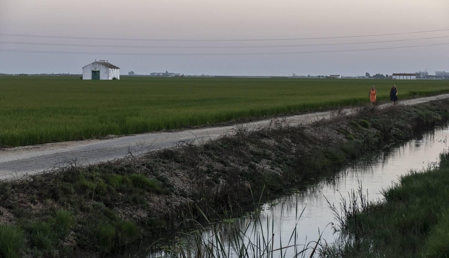 En imágenes, la belleza de unas marismas ahora en alerta por el virus del Nilo