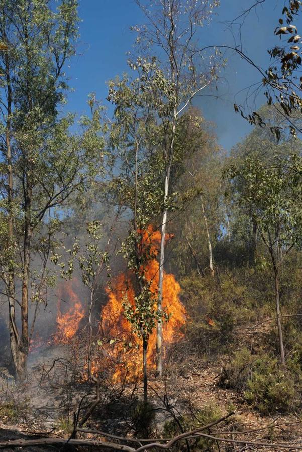 El incendio de Huelva continúa avanzando sin control, en imágenes