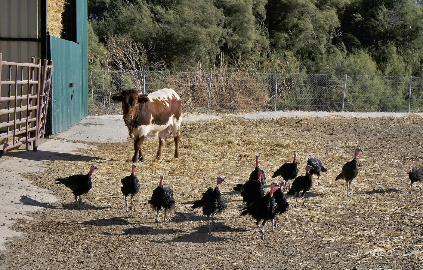 Finca El Valenciano: de cortijo a «startup», en imágenes