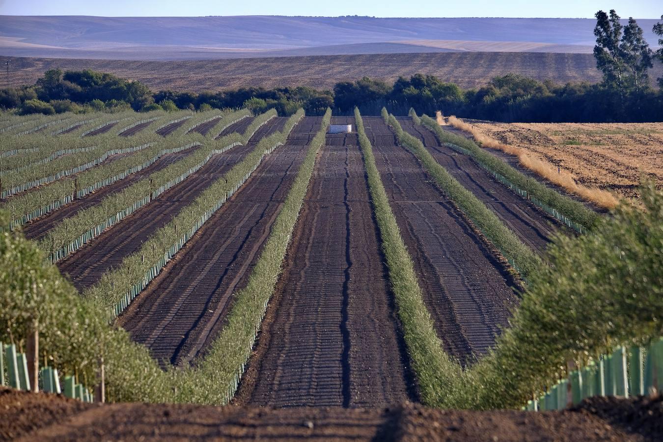 Finca El Valenciano: de cortijo a «startup», en imágenes