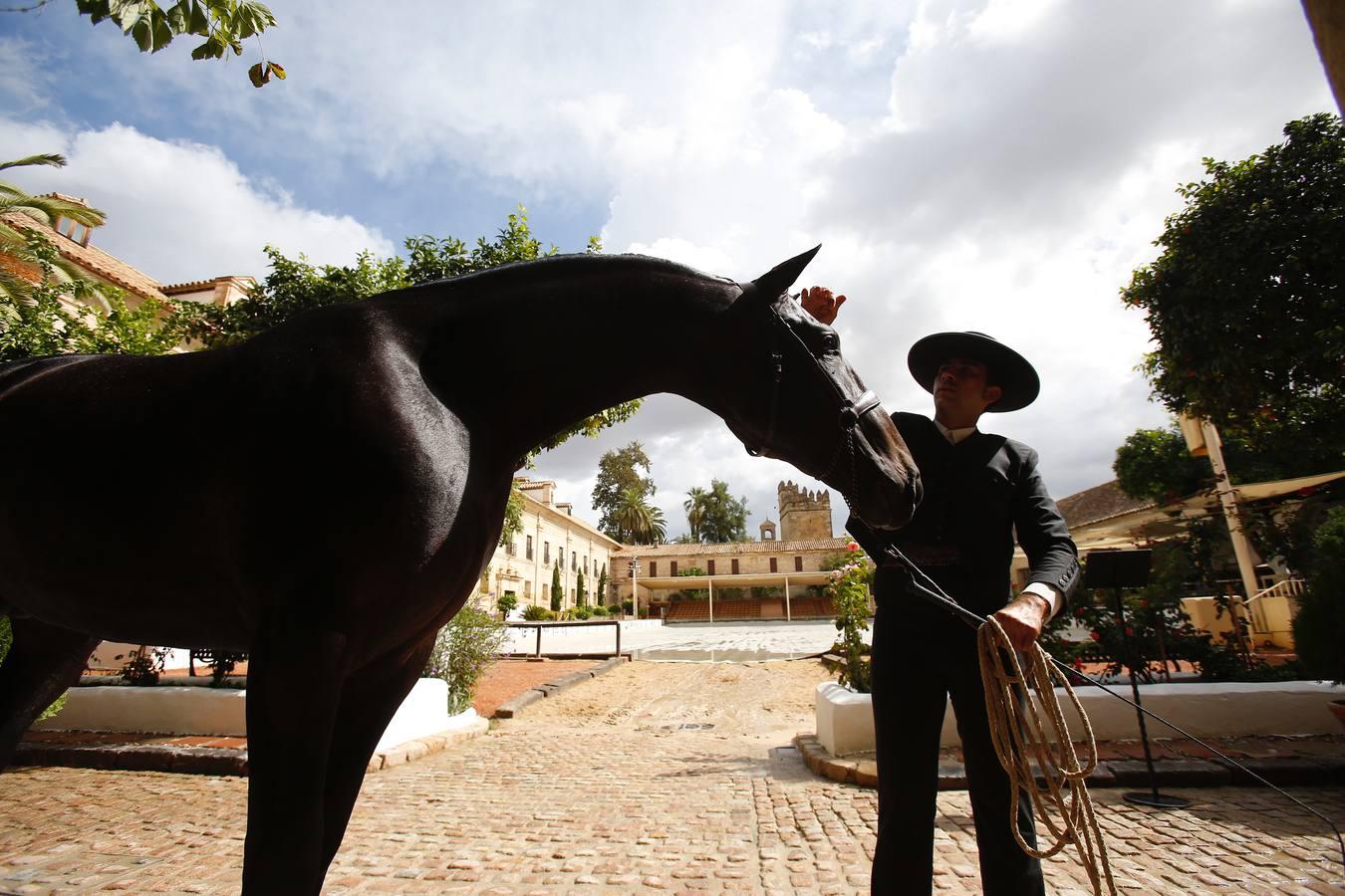 La Feria del Caballo de Córdoba (Cabalcor) calienta motores