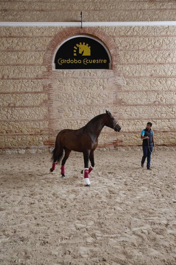 La Feria del Caballo de Córdoba (Cabalcor) calienta motores