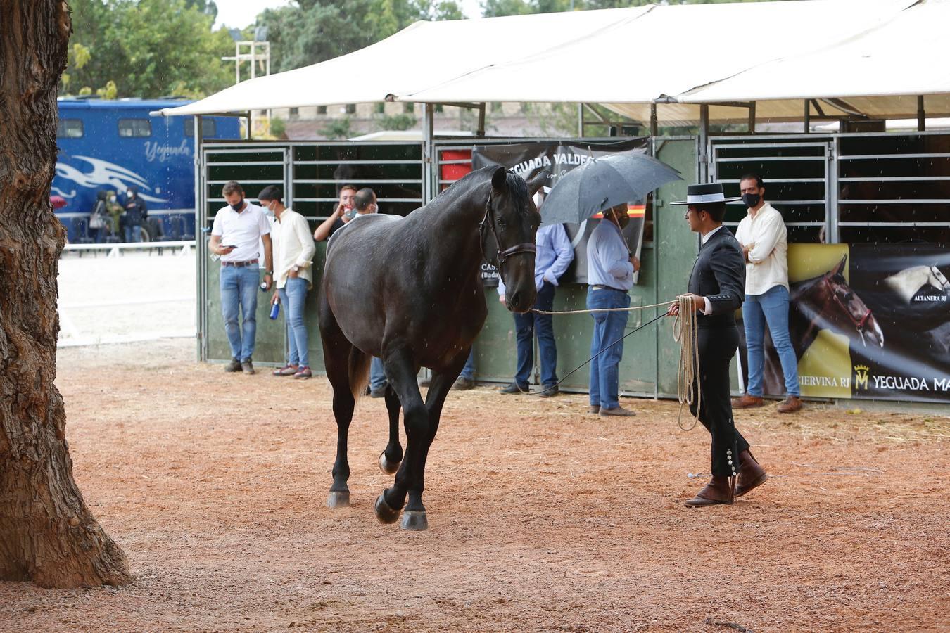 La Feria del Caballo de Córdoba (Cabalcor) calienta motores