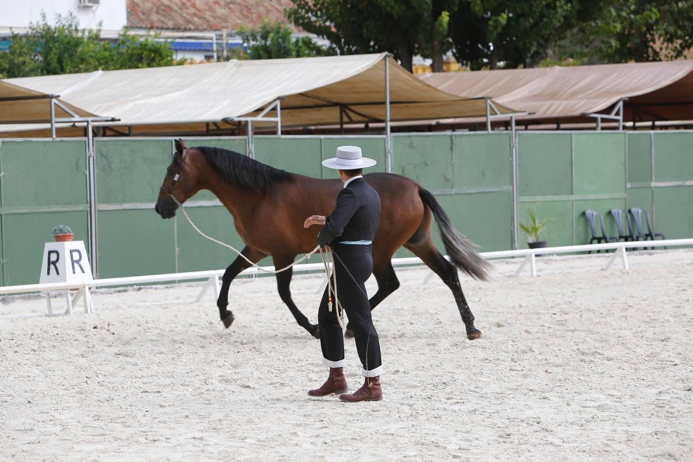 La Feria del Caballo de Córdoba (Cabalcor) calienta motores