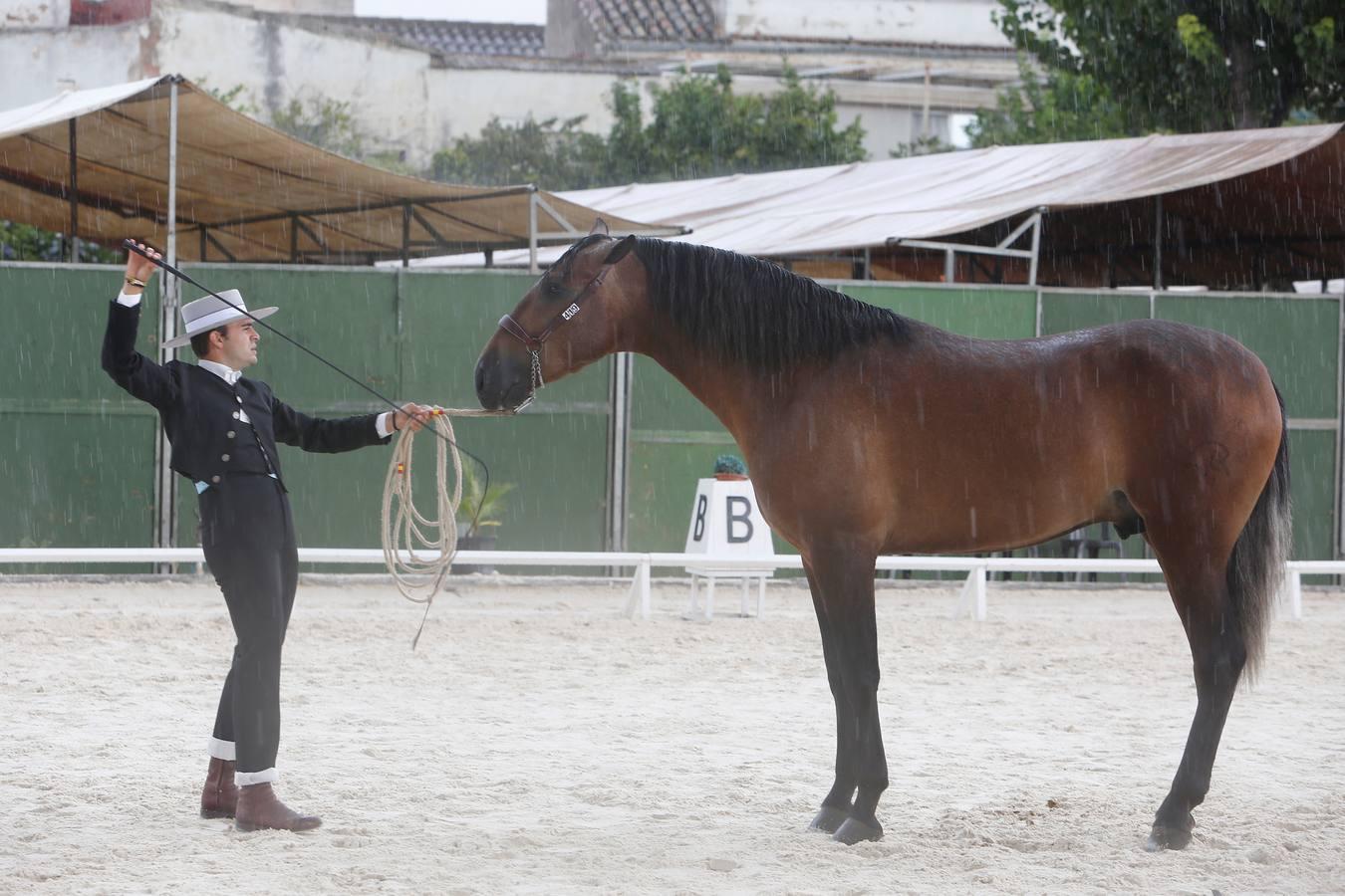 La Feria del Caballo de Córdoba (Cabalcor) calienta motores