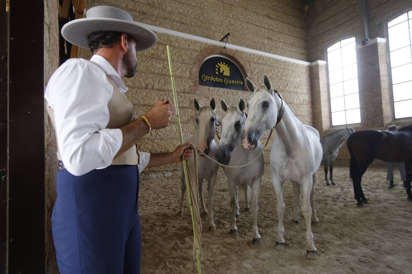 «Indio AA» y «Quieta AC», campeones del Concurso Morfológico de Caballo PRE «Ciudad de Córdoba»