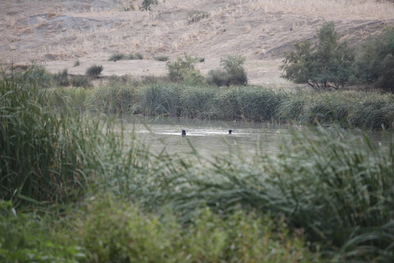 La búsqueda de José Morilla en el Guadalquivir, en imágenes