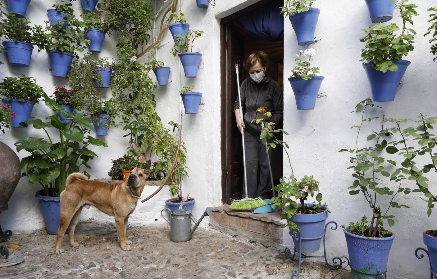 En imágenes, los Patios de Córdoba 2020 se preparan para su apertura