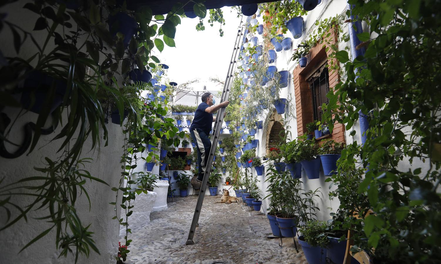 En imágenes, los Patios de Córdoba 2020 se preparan para su apertura