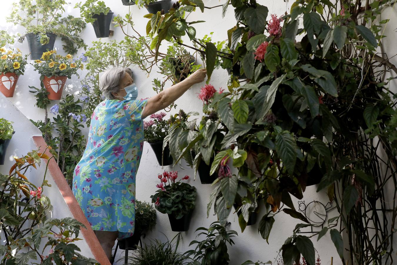 En imágenes, los Patios de Córdoba 2020 se preparan para su apertura