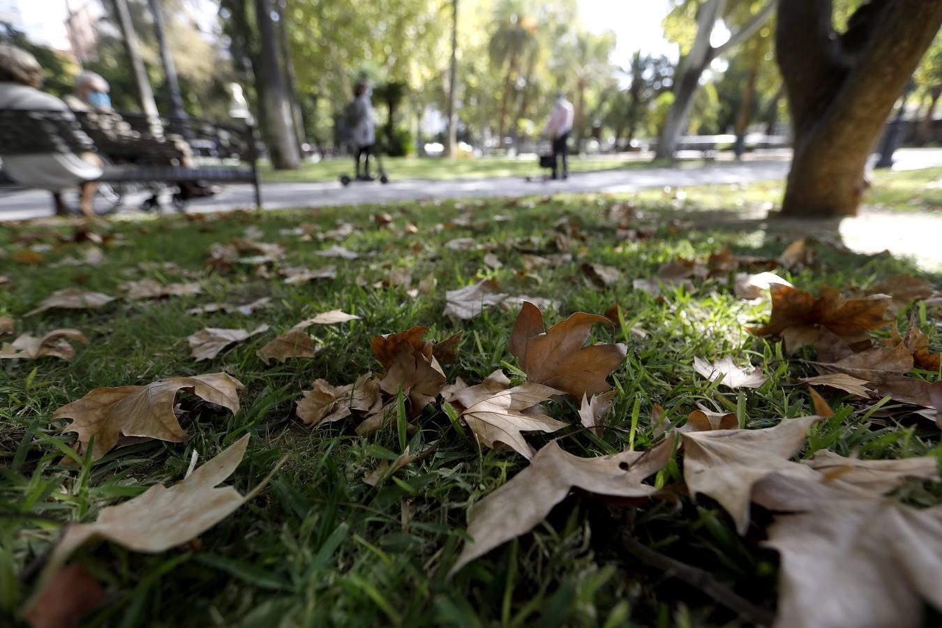 Las huellas del otoño en Córdoba, en imágenes