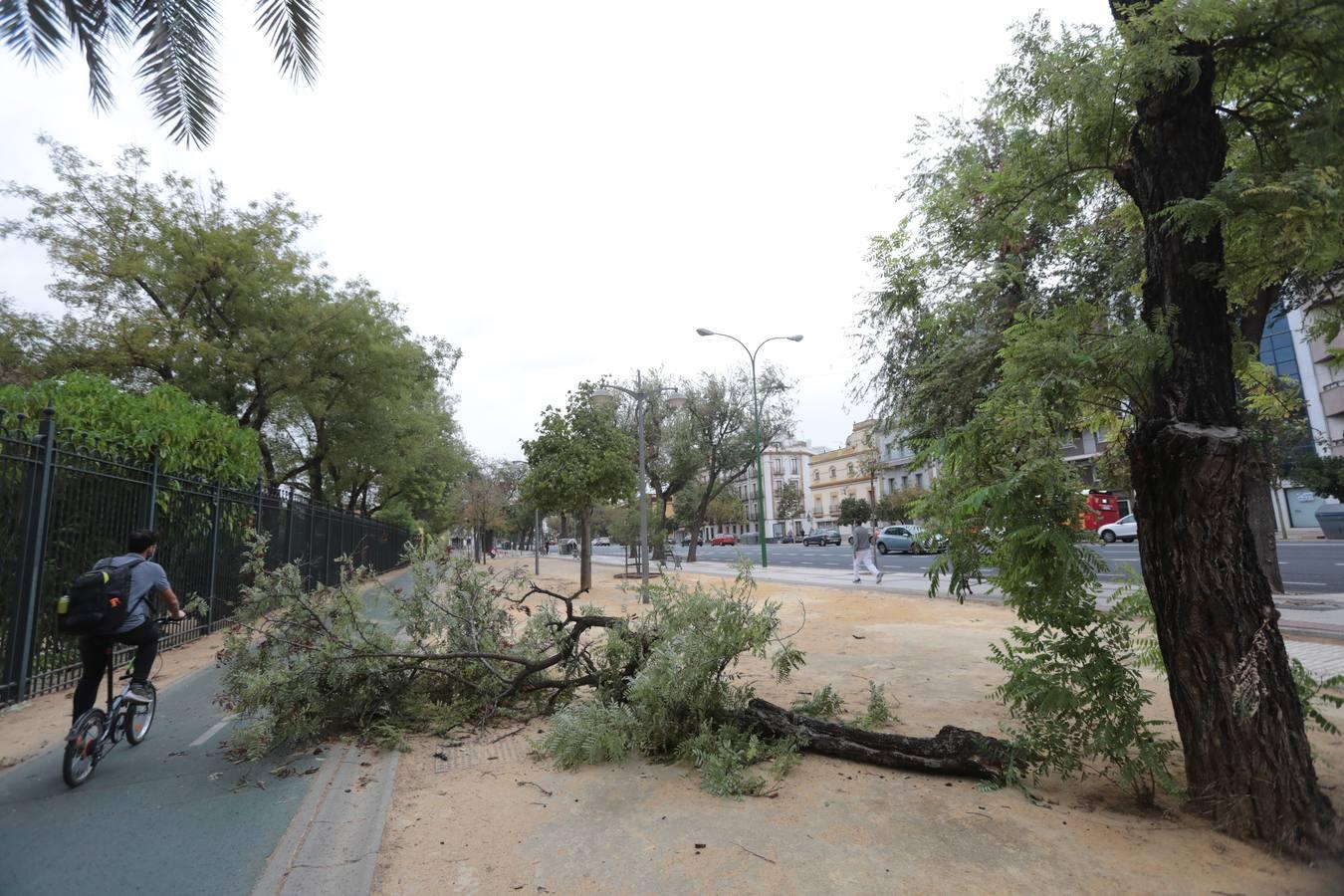 La borrasca Bárbara deja su huella en Sevilla