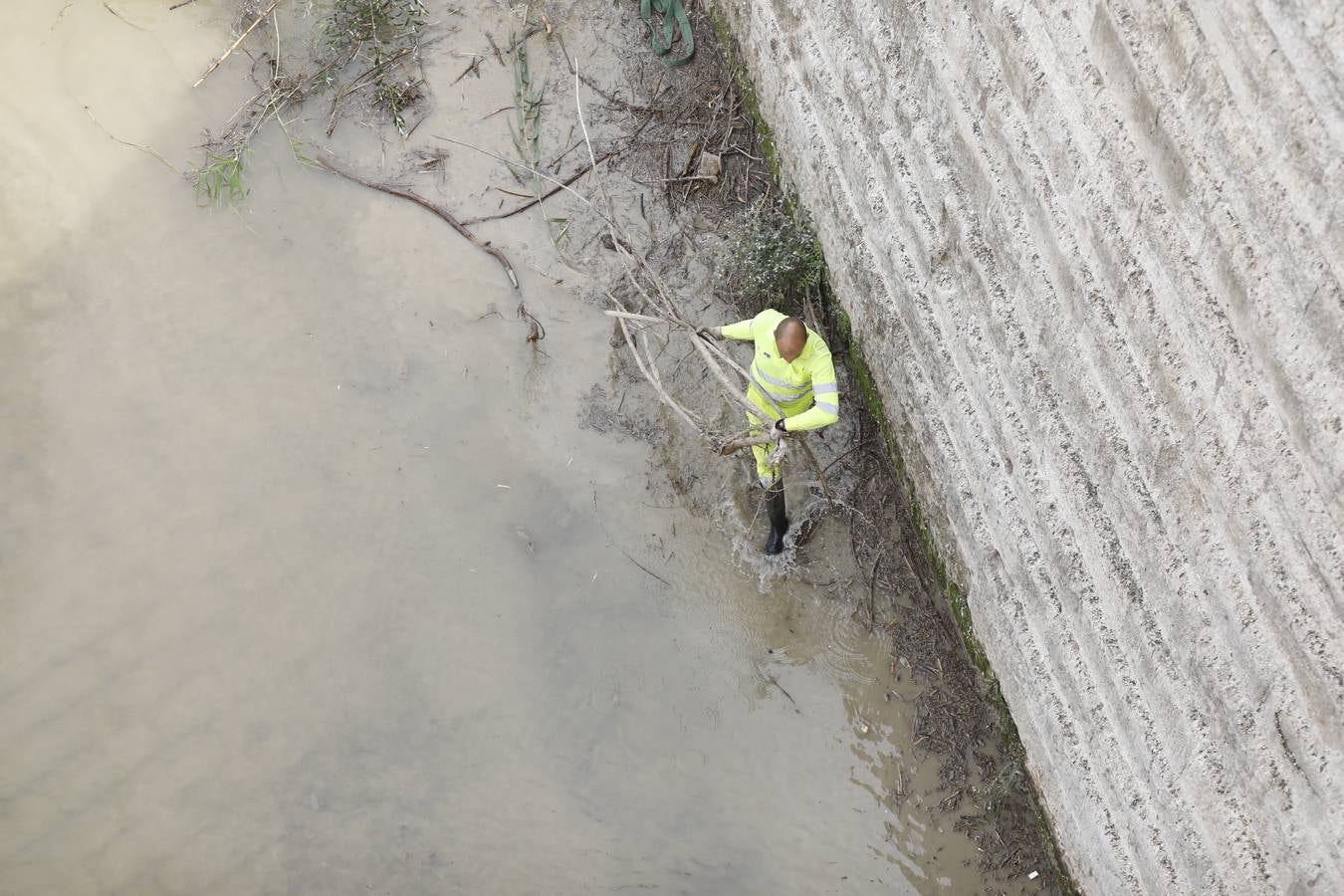 Operarios limpian de maleza y troncos el río Guadalquivir en Córdoba, en imágenes