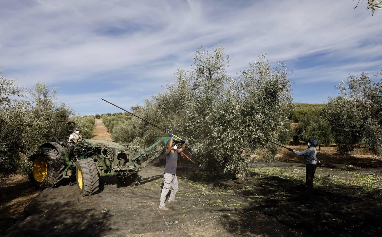 La aceituna en tiempos del Covid, en imágenes