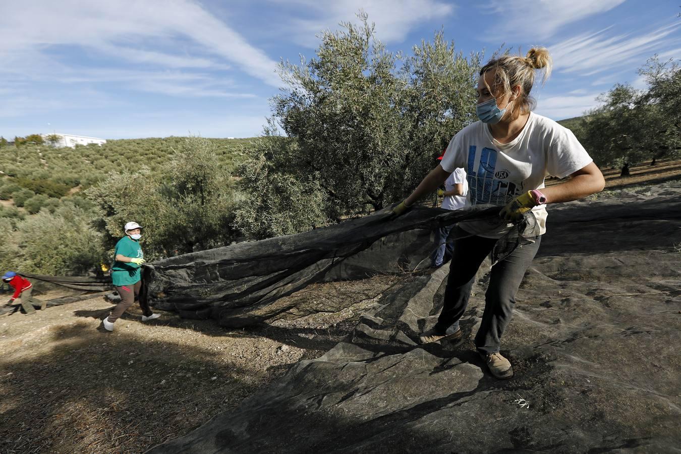 La aceituna en tiempos del Covid, en imágenes