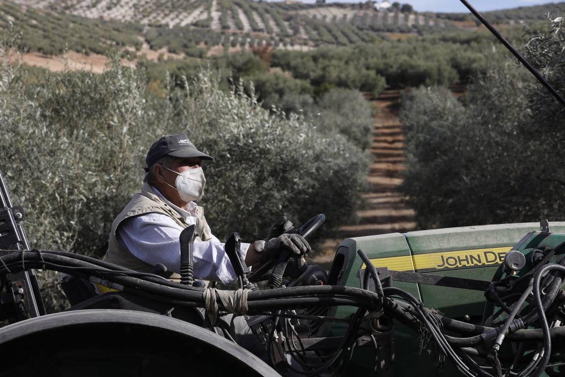 La aceituna en tiempos del Covid, en imágenes