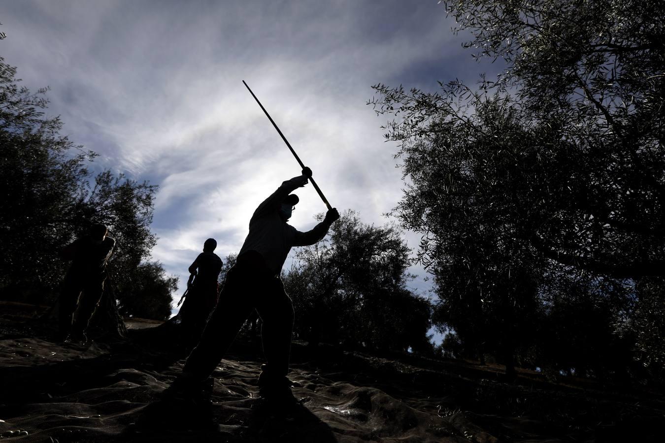 La aceituna en tiempos del Covid, en imágenes