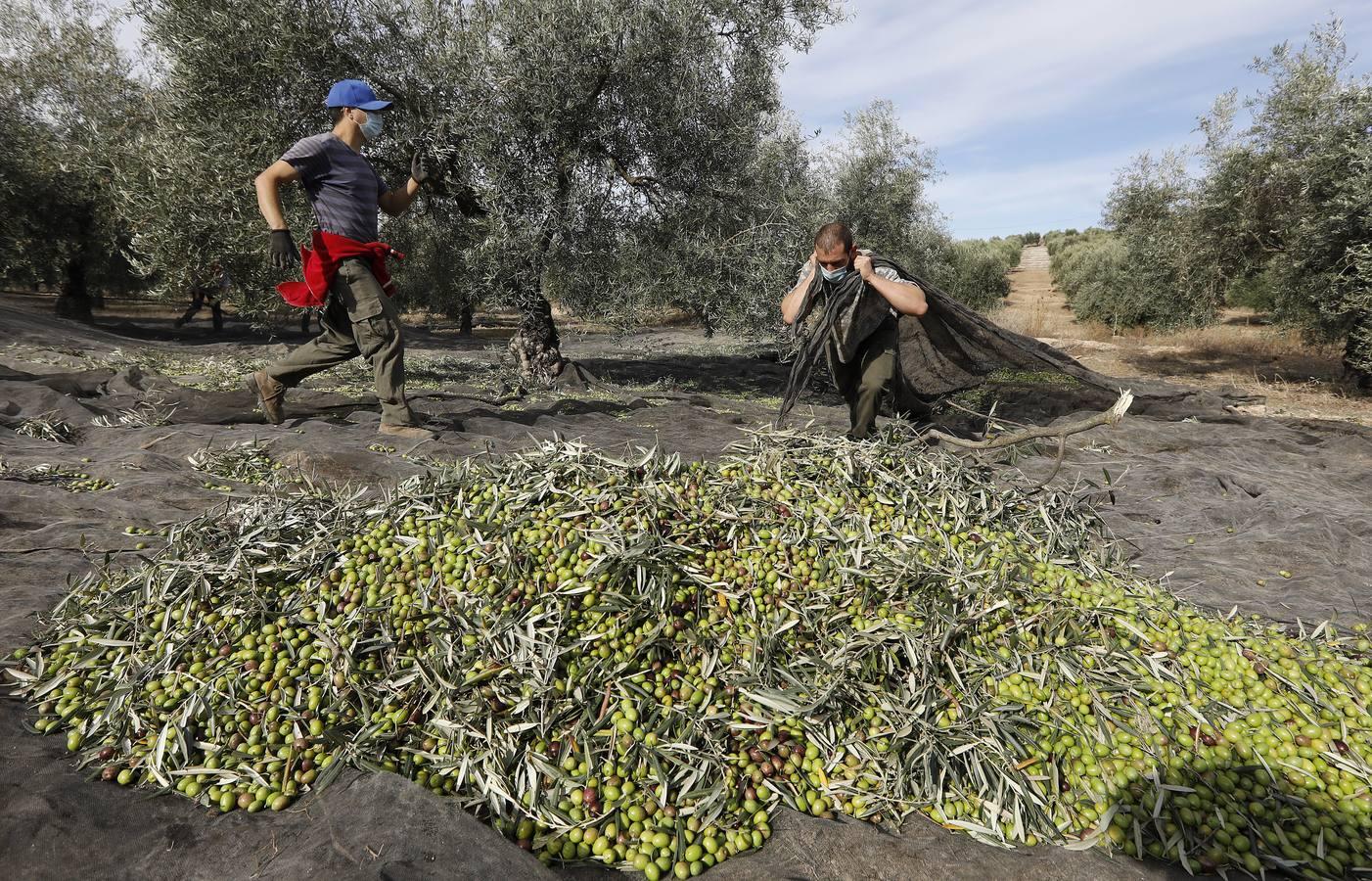 La aceituna en tiempos del Covid, en imágenes