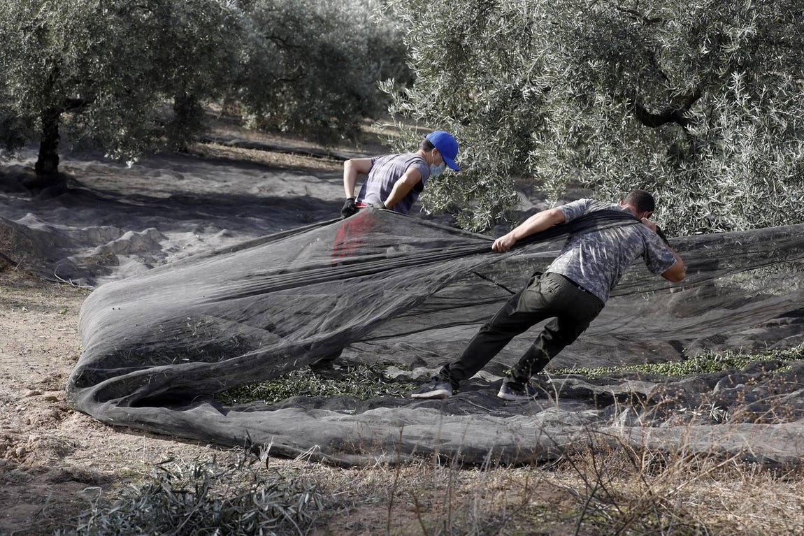 La aceituna en tiempos del Covid, en imágenes