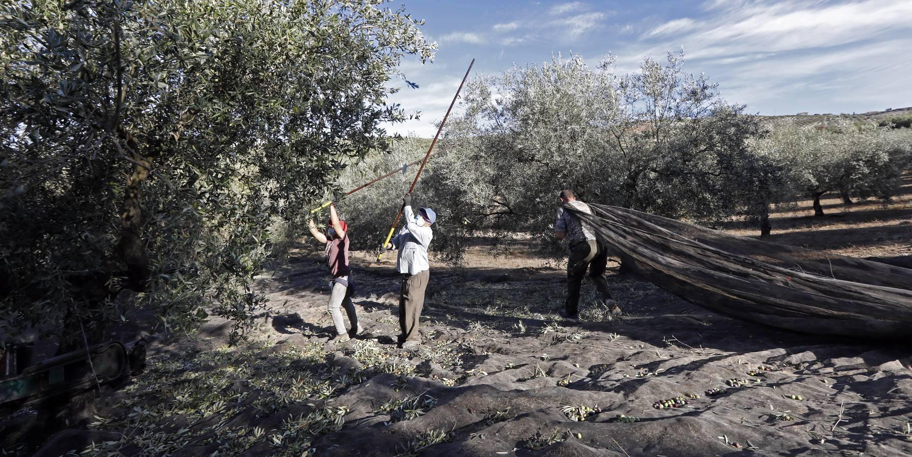 La aceituna en tiempos del Covid, en imágenes