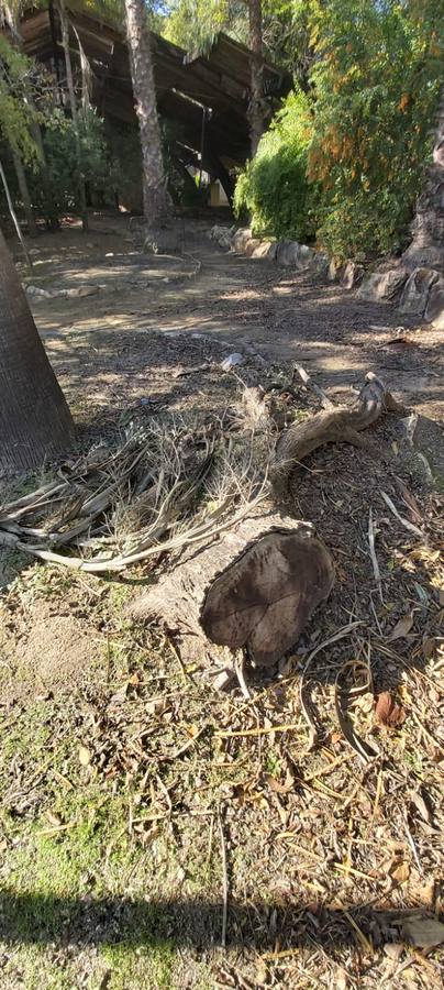 El mal estado del Jardín Americano de Sevilla