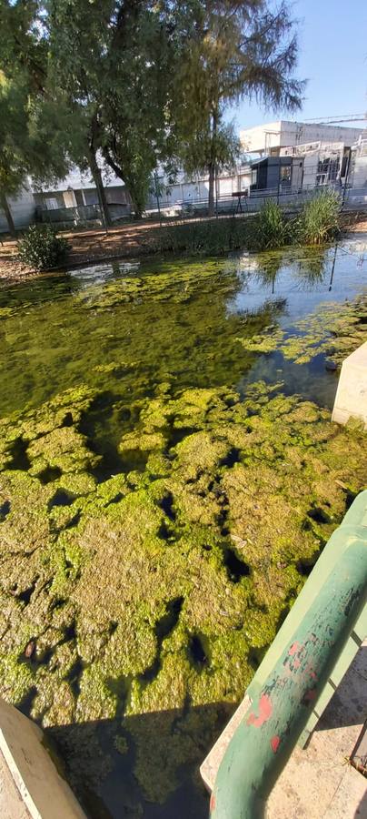 El mal estado del Jardín Americano de Sevilla