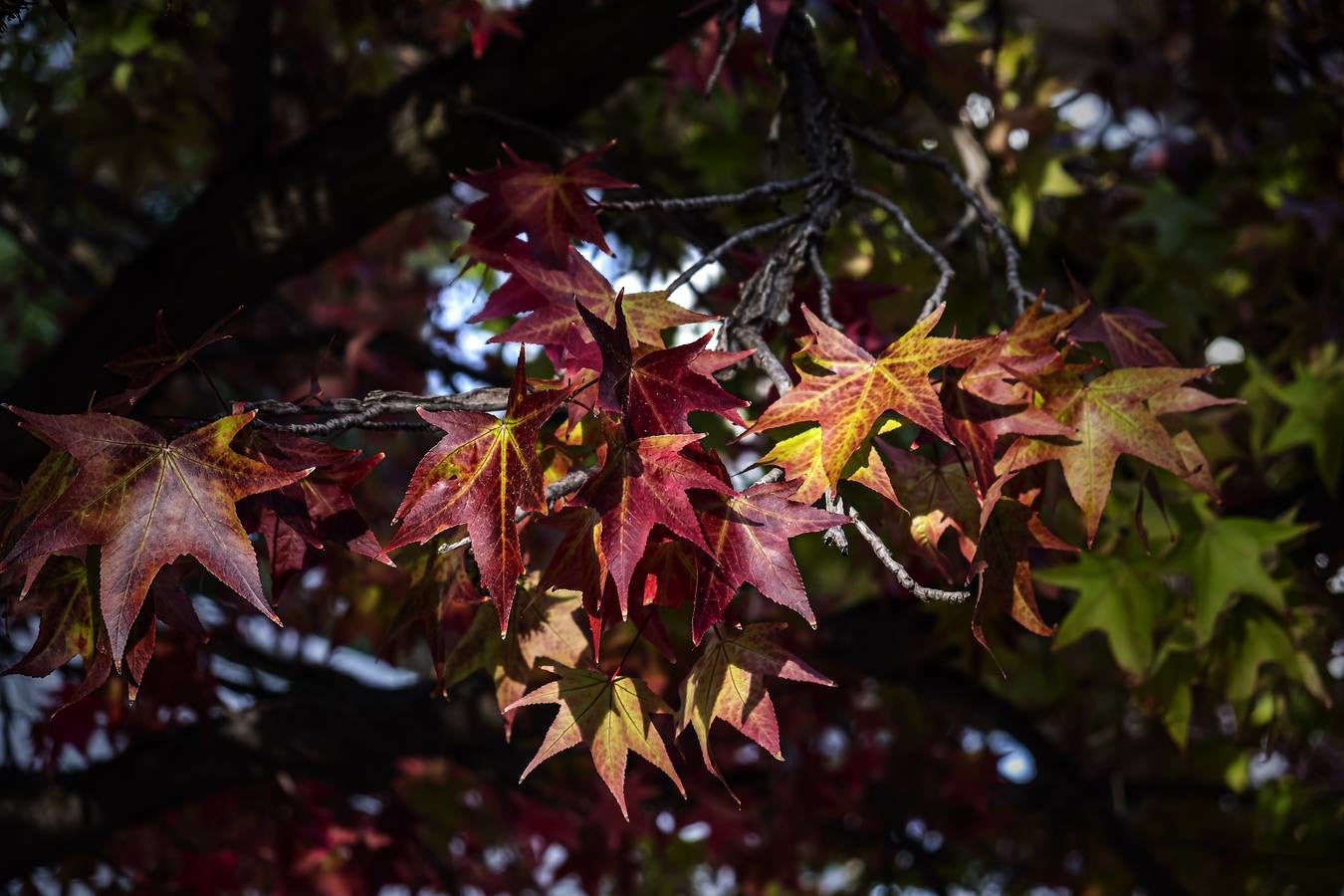 Los colores del otoño en Sevilla