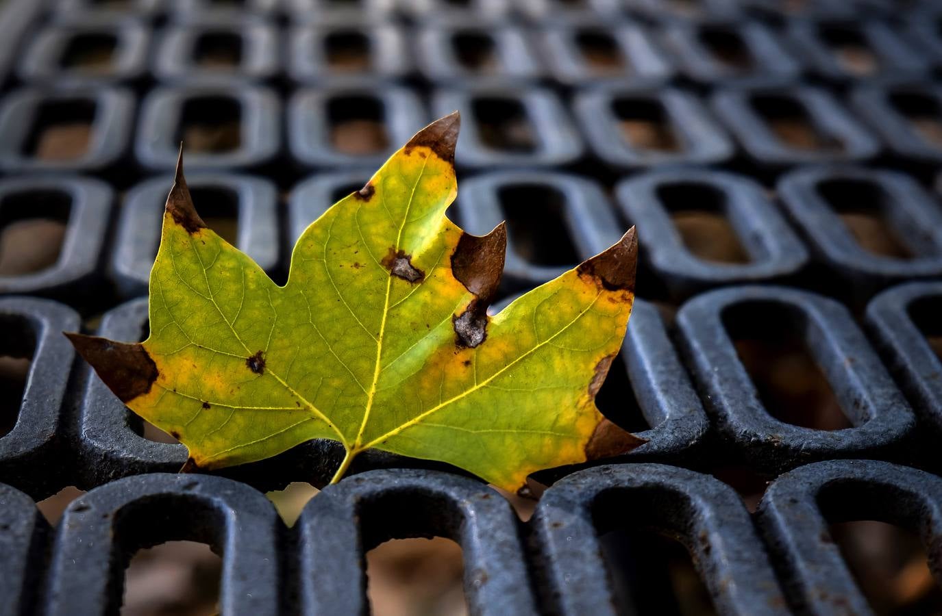 Los colores del otoño en Sevilla