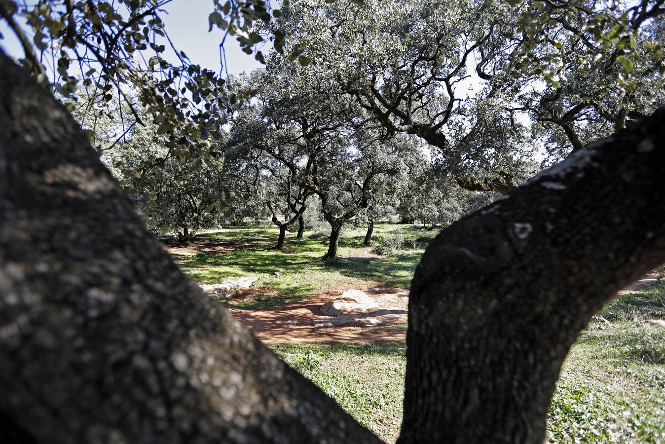 El esplendor del parque del Patriarca de Córdoba, en imágenes