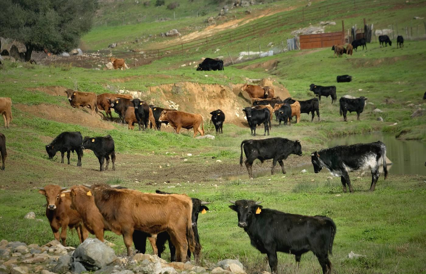 Fotogalería: La pandemia también se lleva por delante el turismo taurino