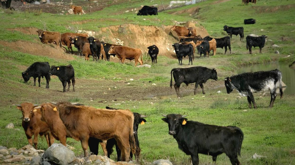 Fotogalería: La pandemia también se lleva por delante el turismo taurino