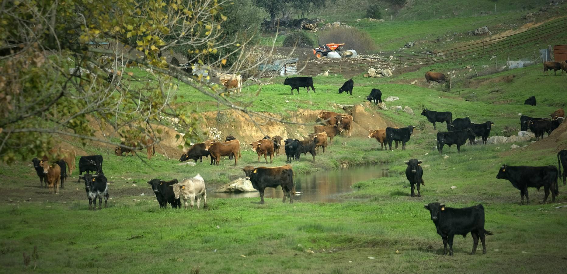 Fotogalería: La pandemia también se lleva por delante el turismo taurino