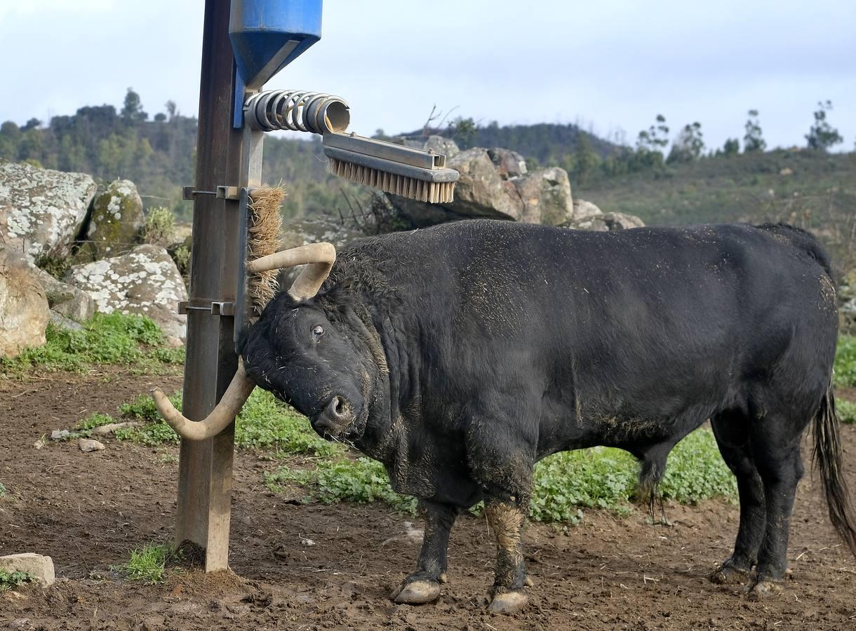 Fotogalería: La pandemia también se lleva por delante el turismo taurino