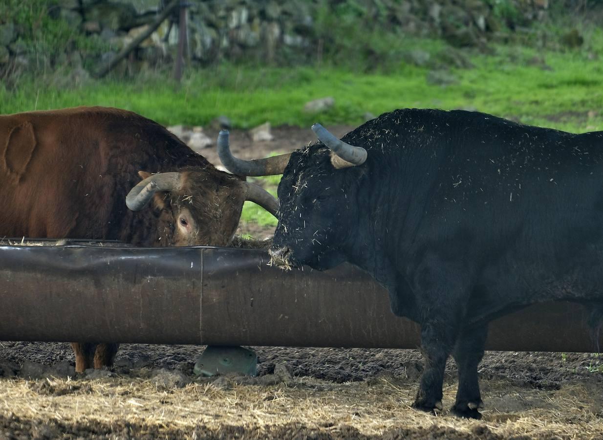 Fotogalería: La pandemia también se lleva por delante el turismo taurino